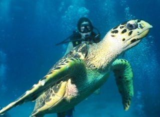 Buceando con tortugas